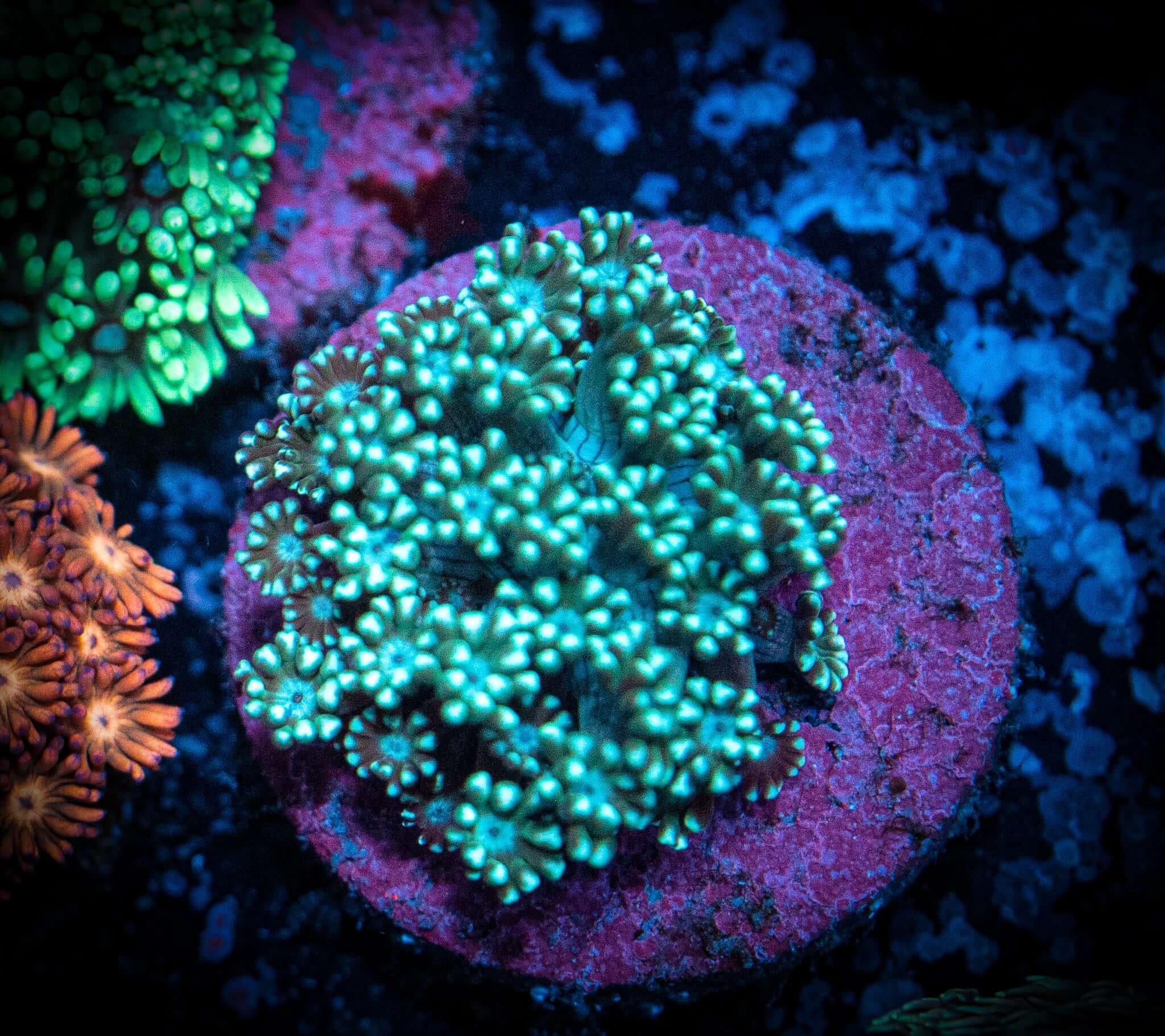 Mint Green Alveopora