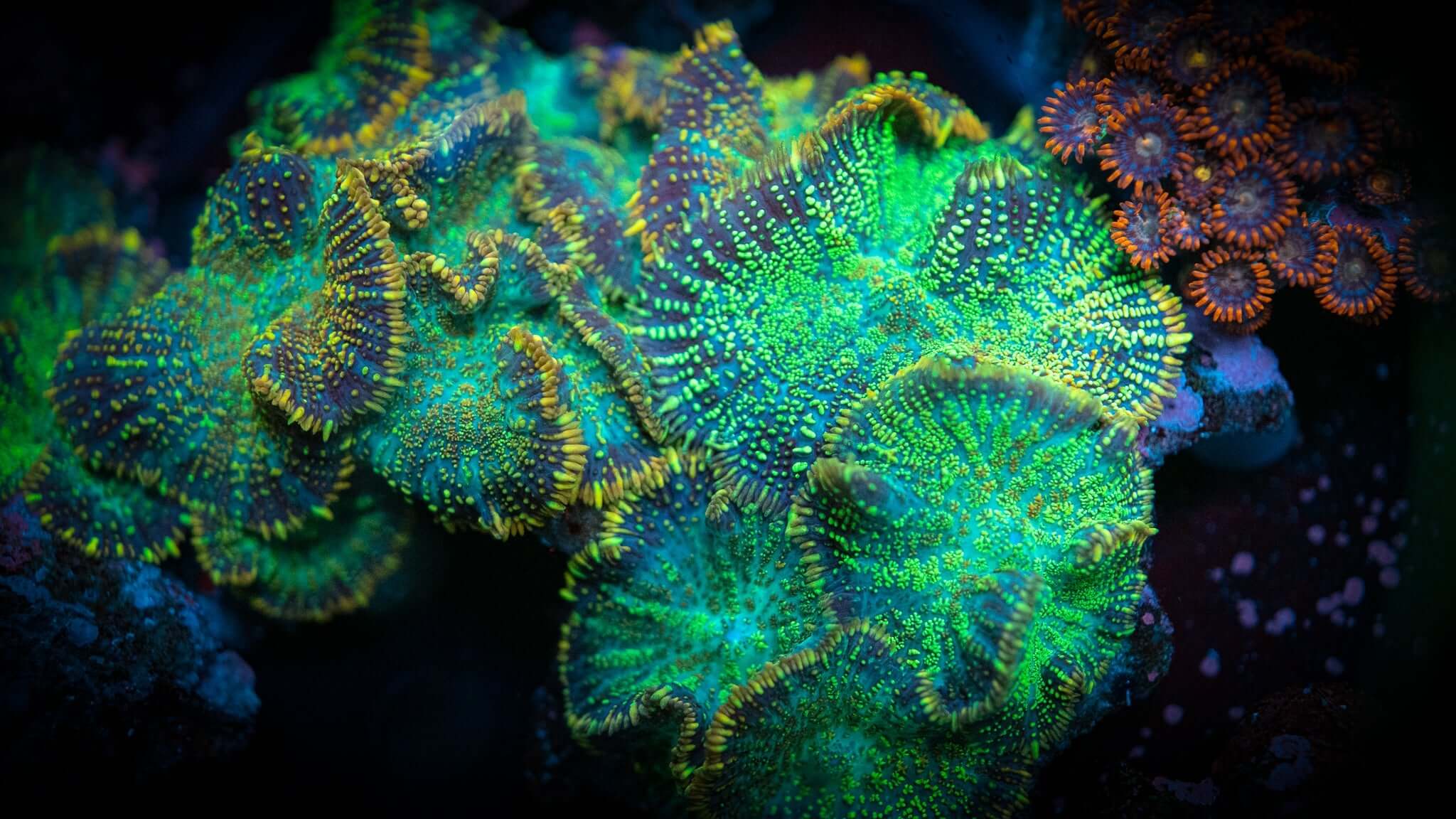 RC Gold Rim Rhodactis Mushroom
