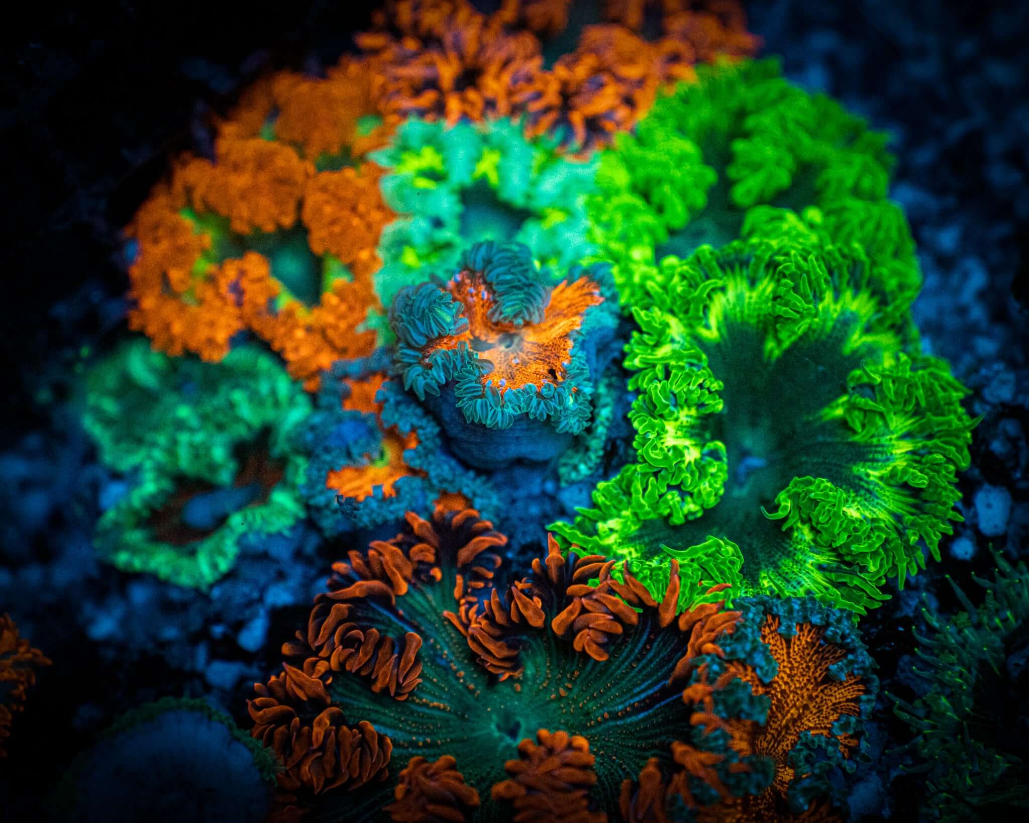 Rock Flower Anemone FIVE PACK