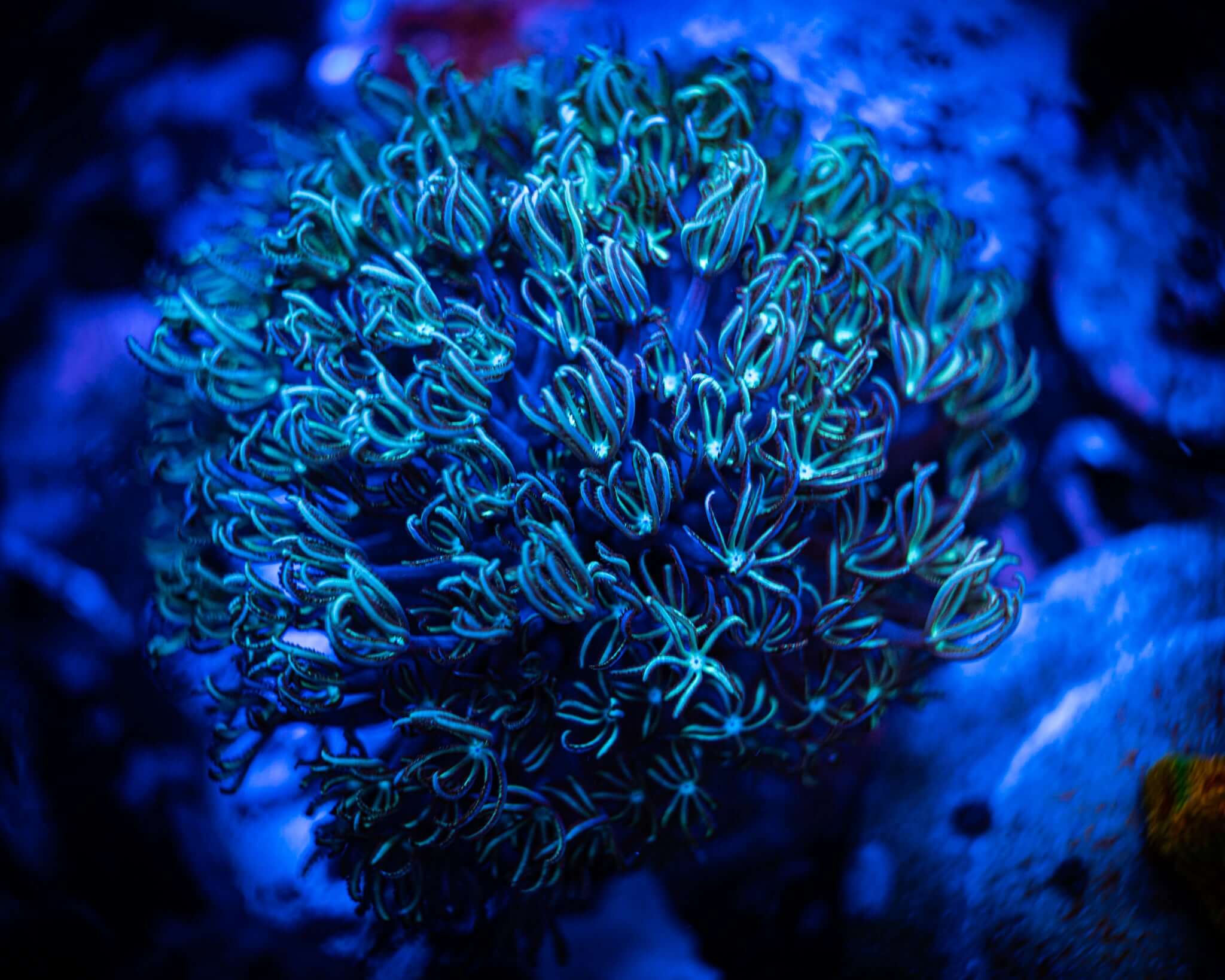 Green Pipe Organ Frag