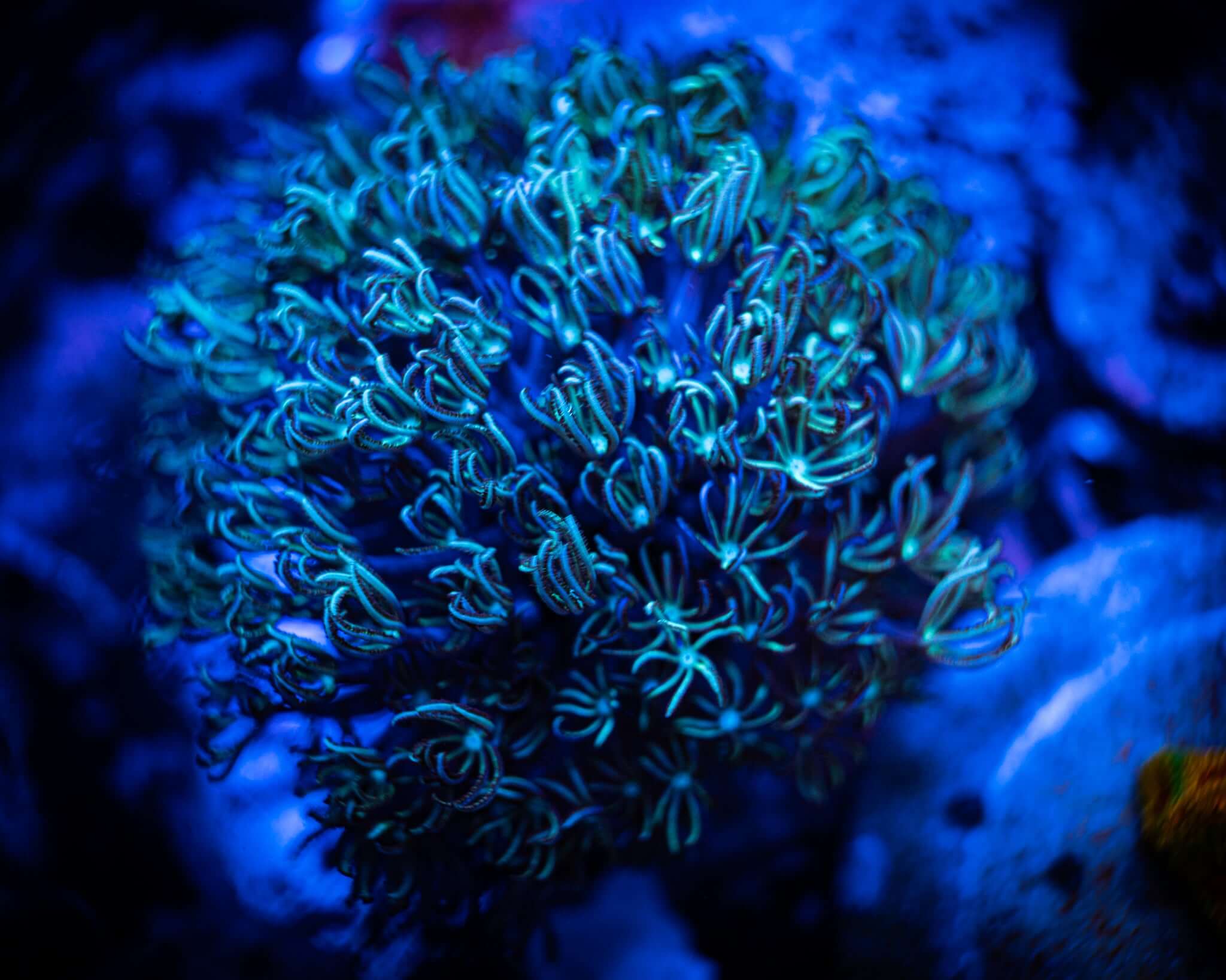 Green Pipe Organ Frag