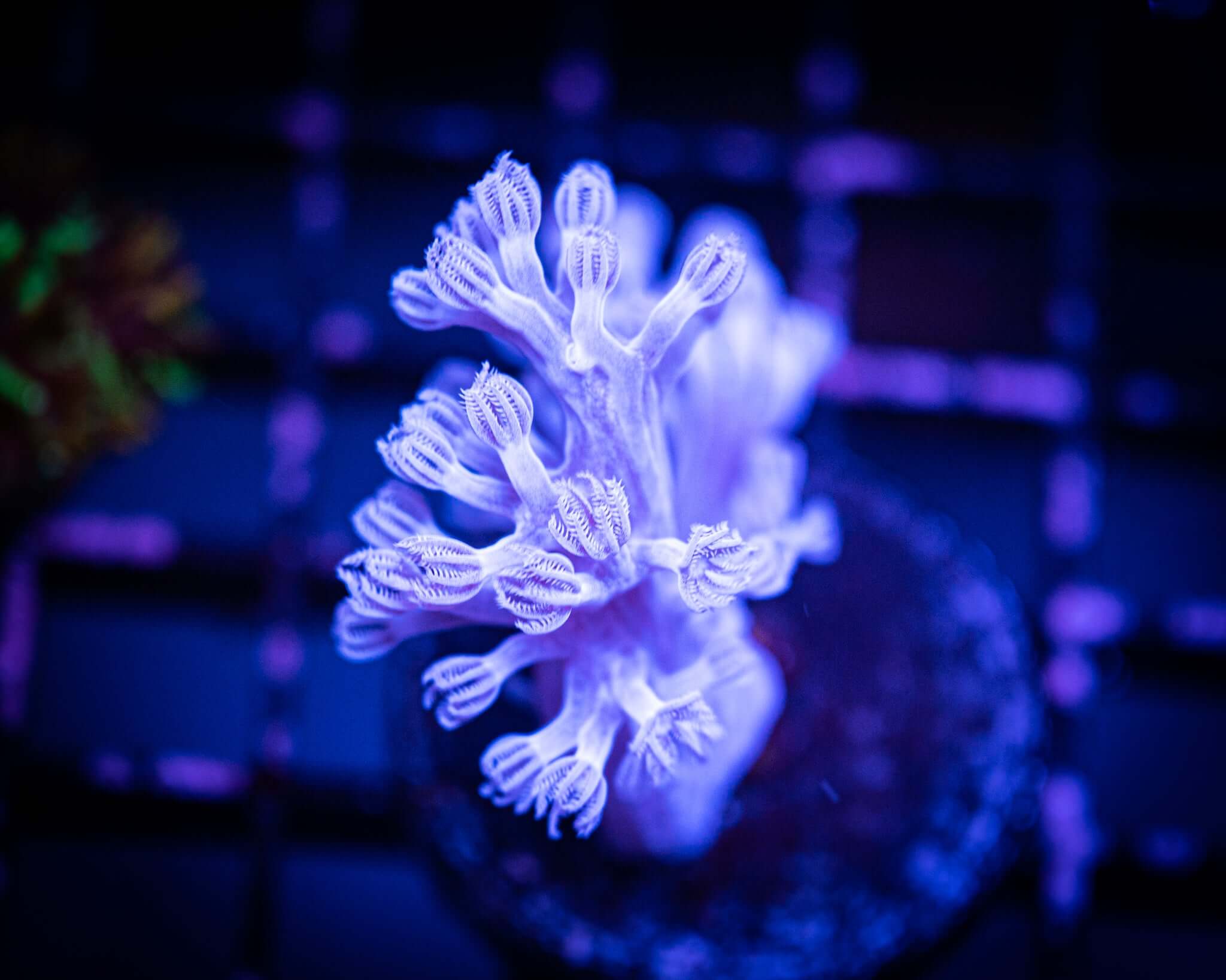 RC Pulsing Xenia Frag
