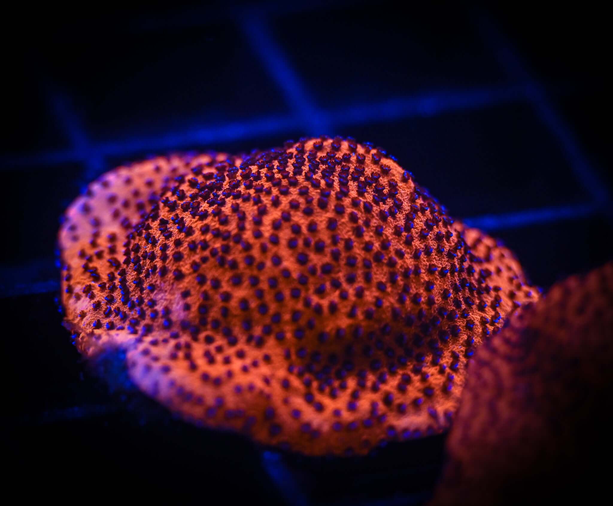 UC Mystic Sunset Montipora Frag