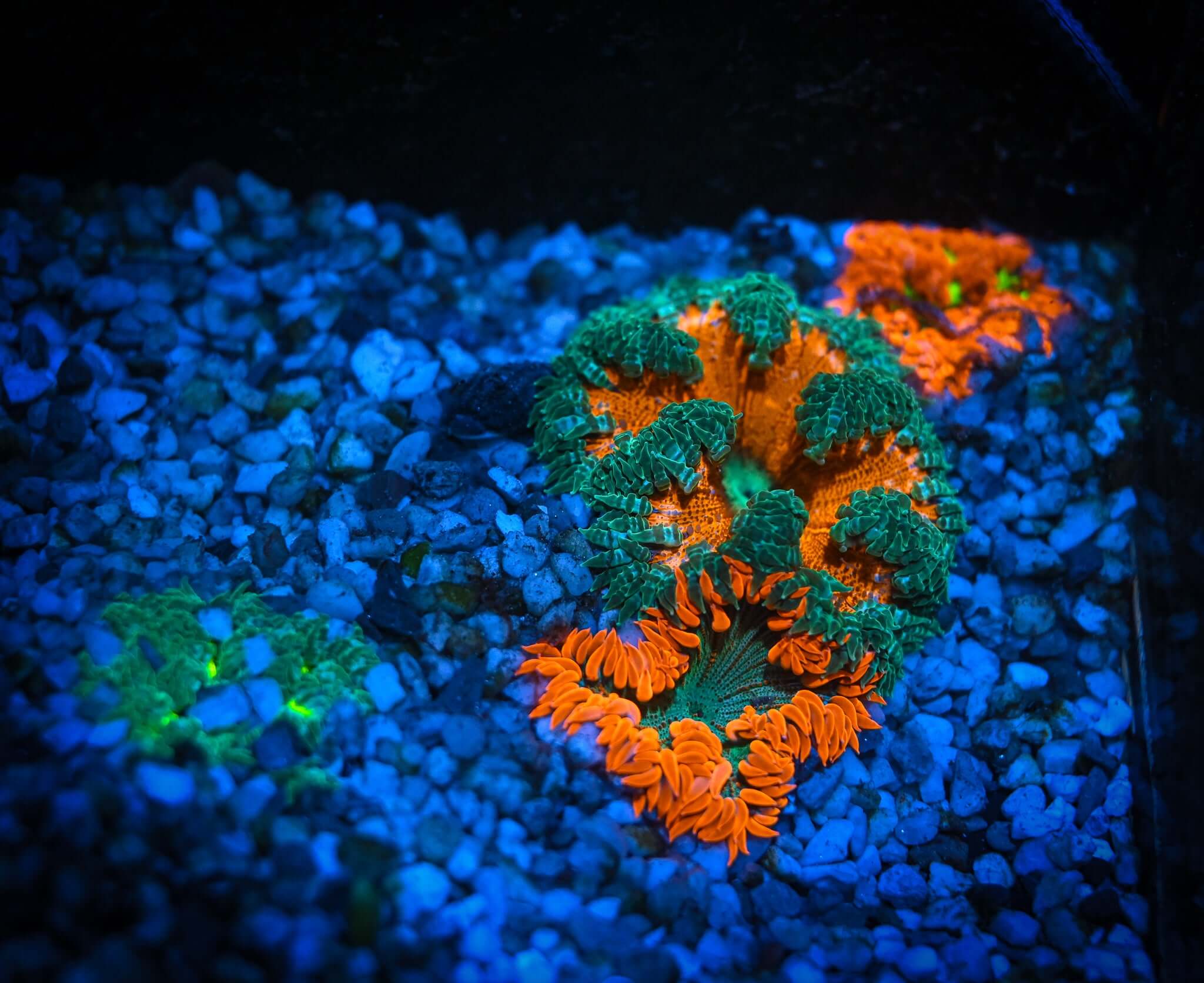 Rock Flower Anemone FIVE PACK