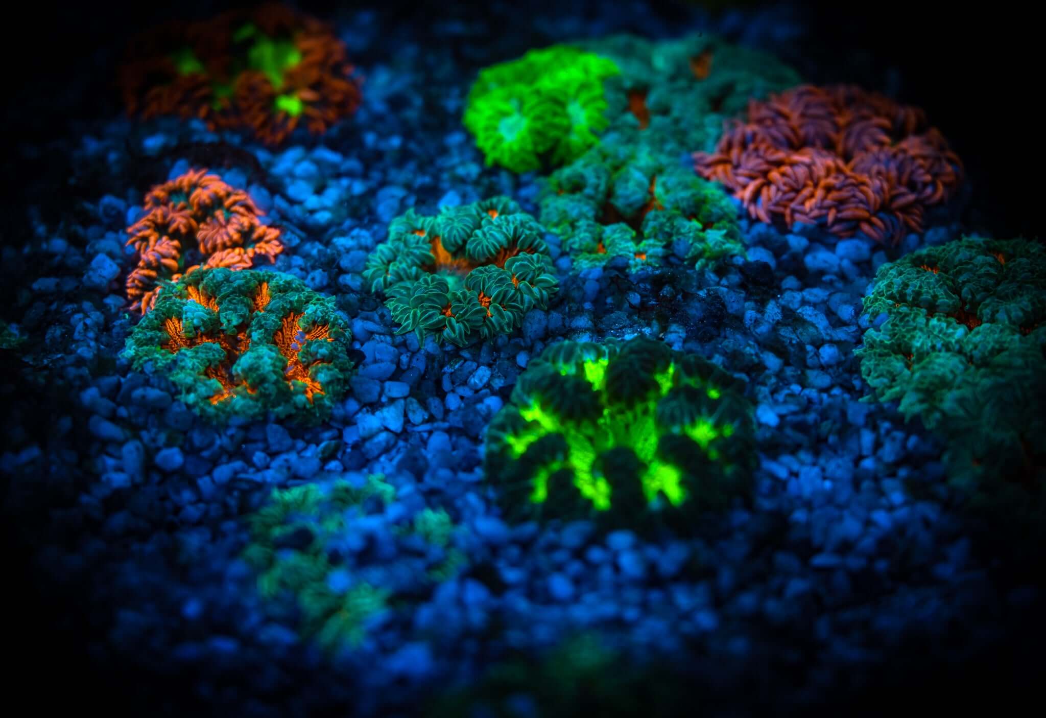 Rock Flower Anemone FIVE PACK