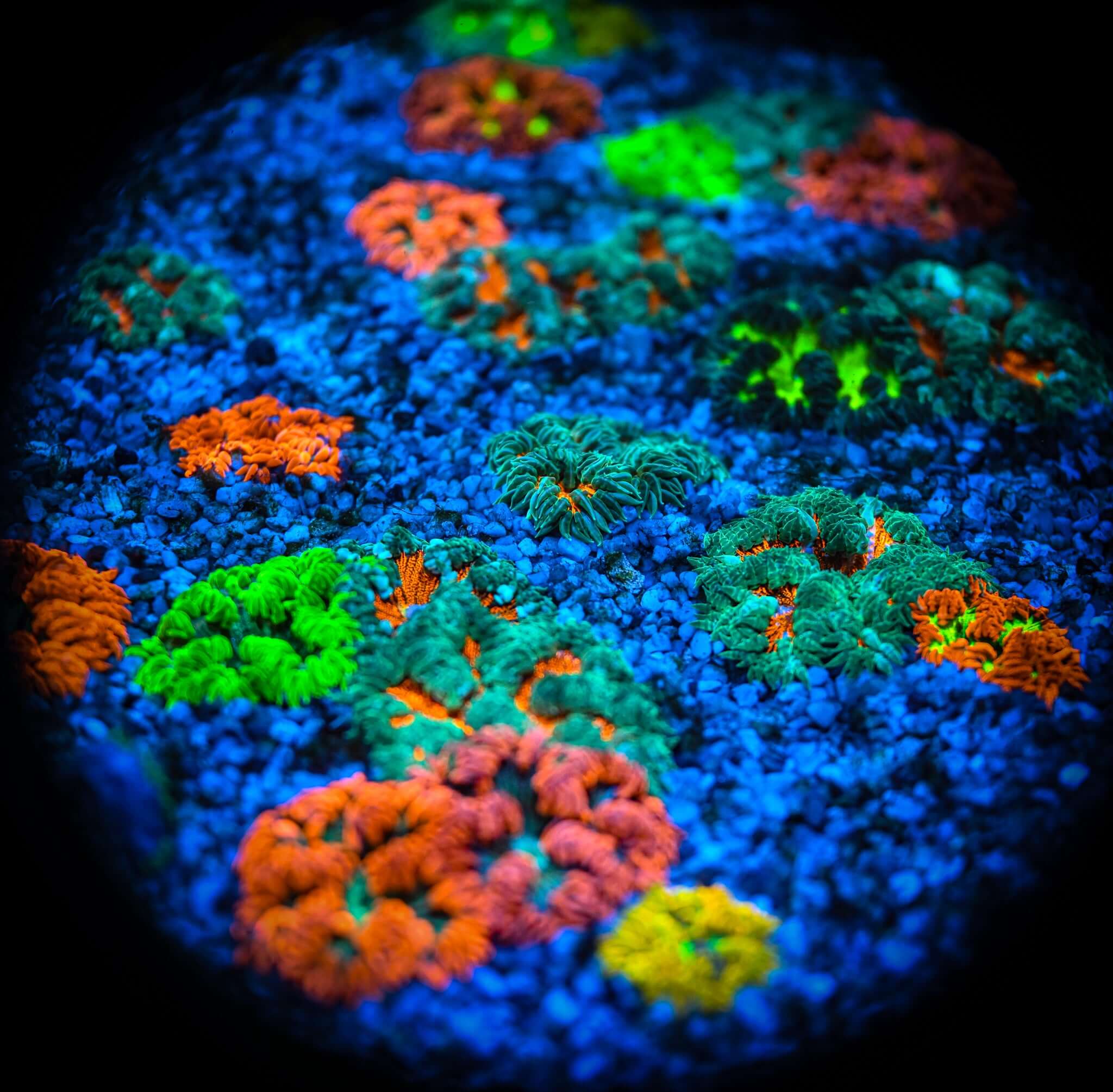 Rock Flower Anemone FIVE PACK