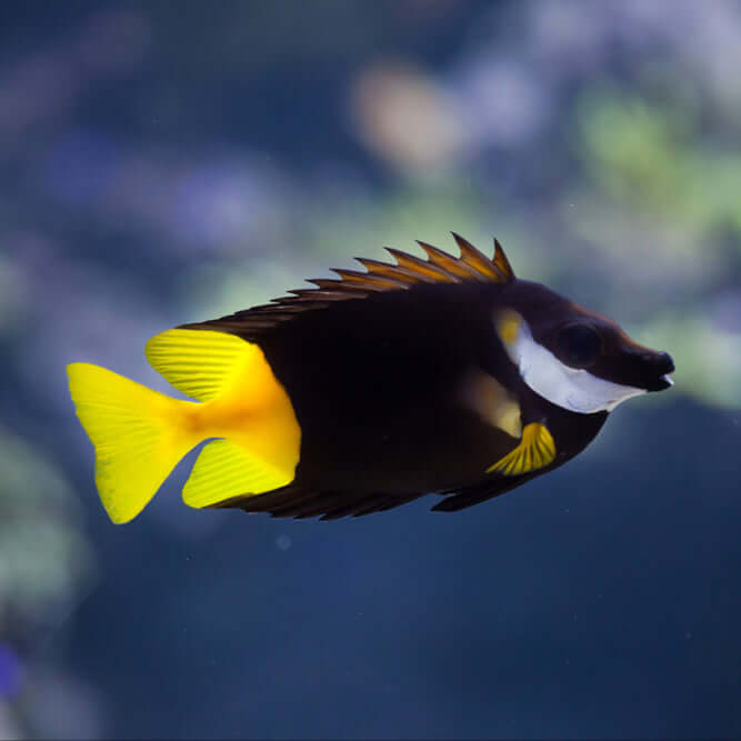 Bicolor (Fiji) Foxface