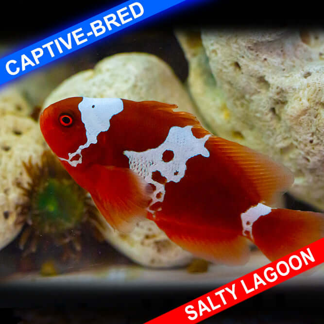 SA Maroon Lightning Clownfish Captive-Bred (Quarantined)