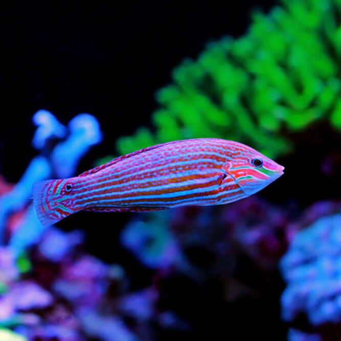 Melanurus Wrasse (Female) (Quarantined)