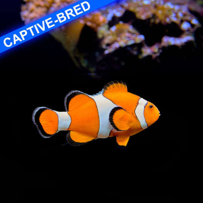 Captive bred Sunset Mocha Clownfish with vivid orange and white coloration swimming in an aquarium with coral background.