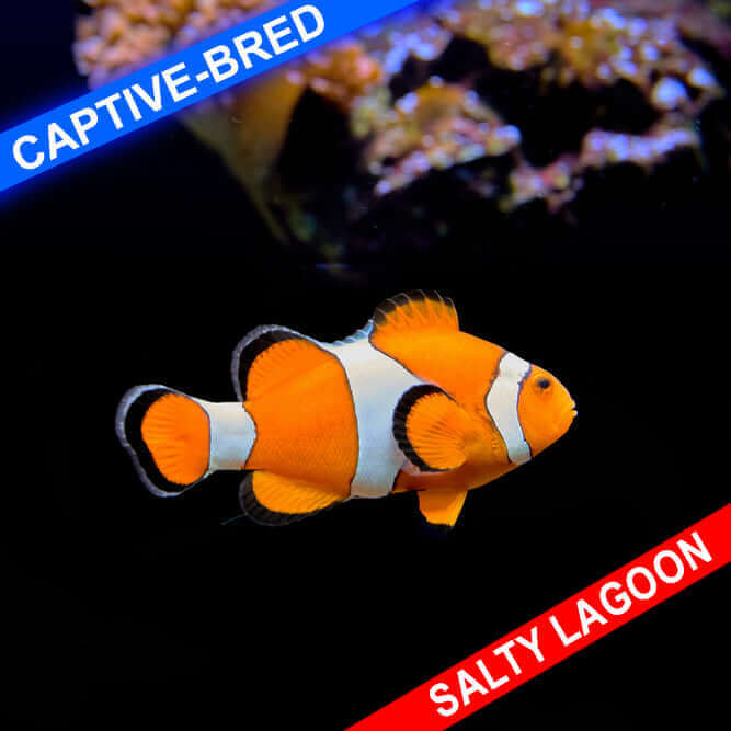 Captive-bred Sunset Mocha Clownfish swimming in a reef tank from Salty Lagoon