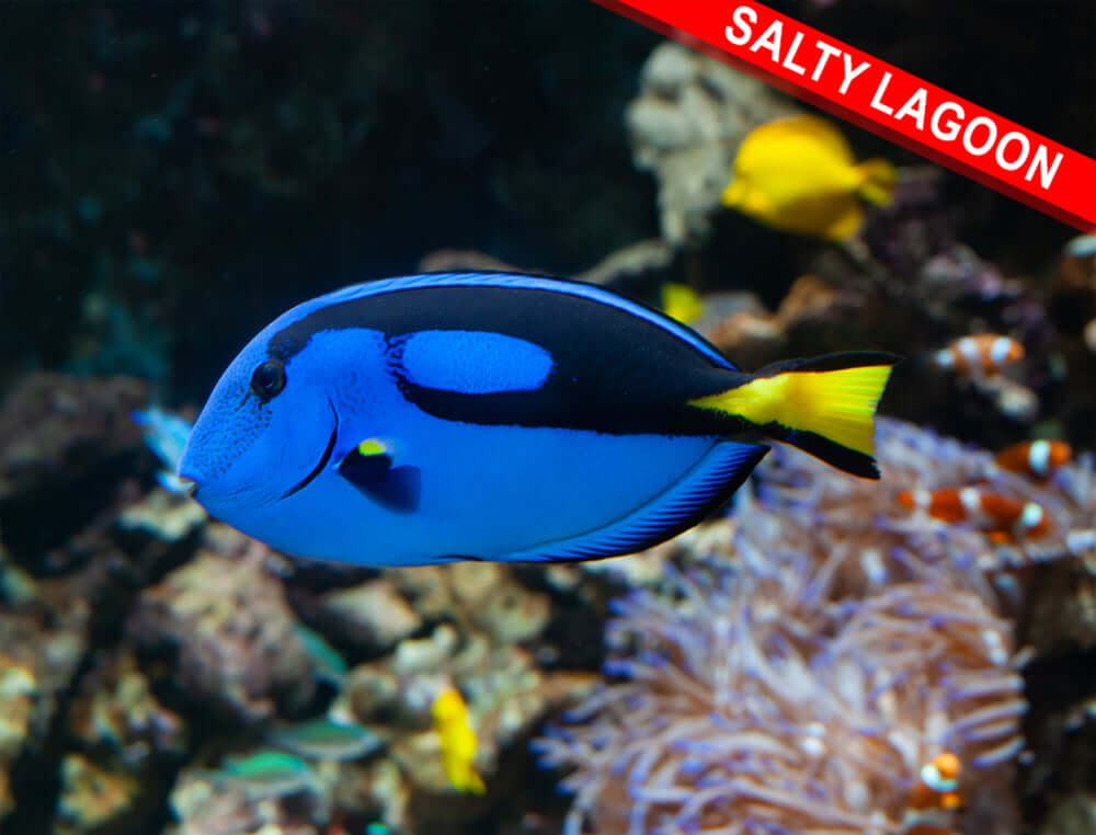 Blue Hippo Tang (Quarantined)