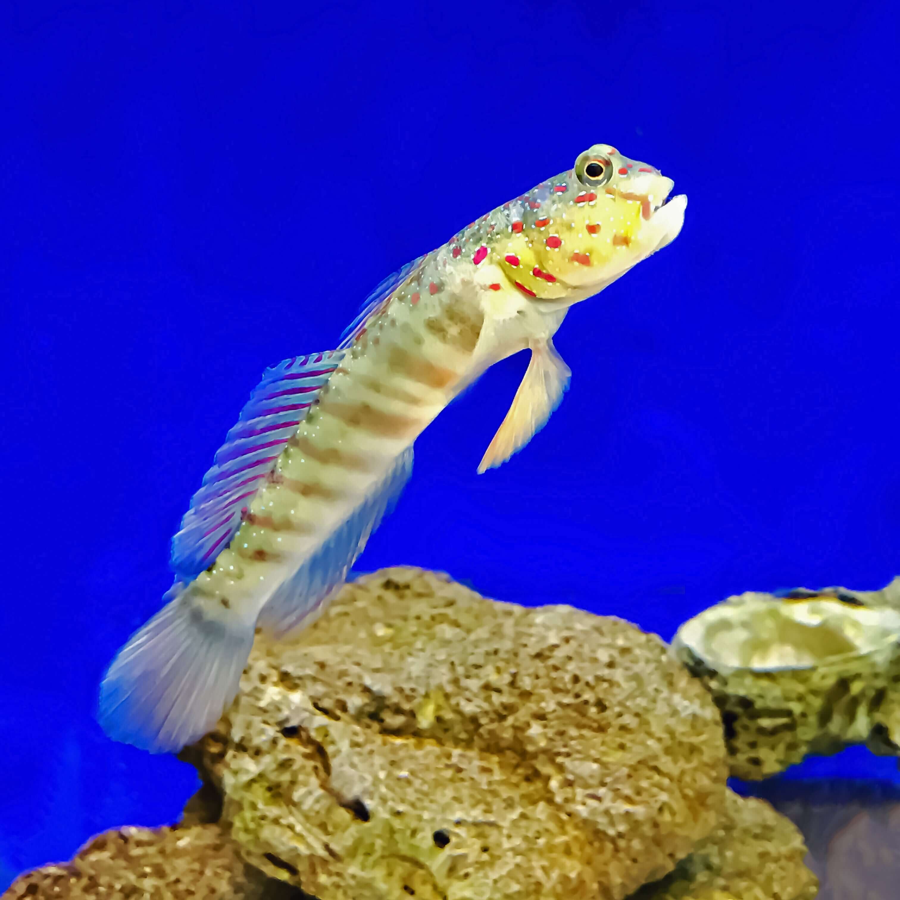 Pink Spotted Watchman Goby (Large)