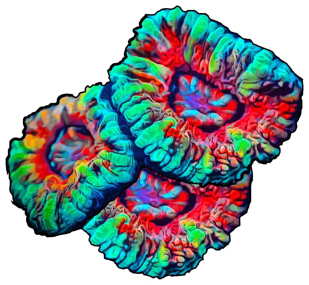 Rainbow Micromussa Sticker