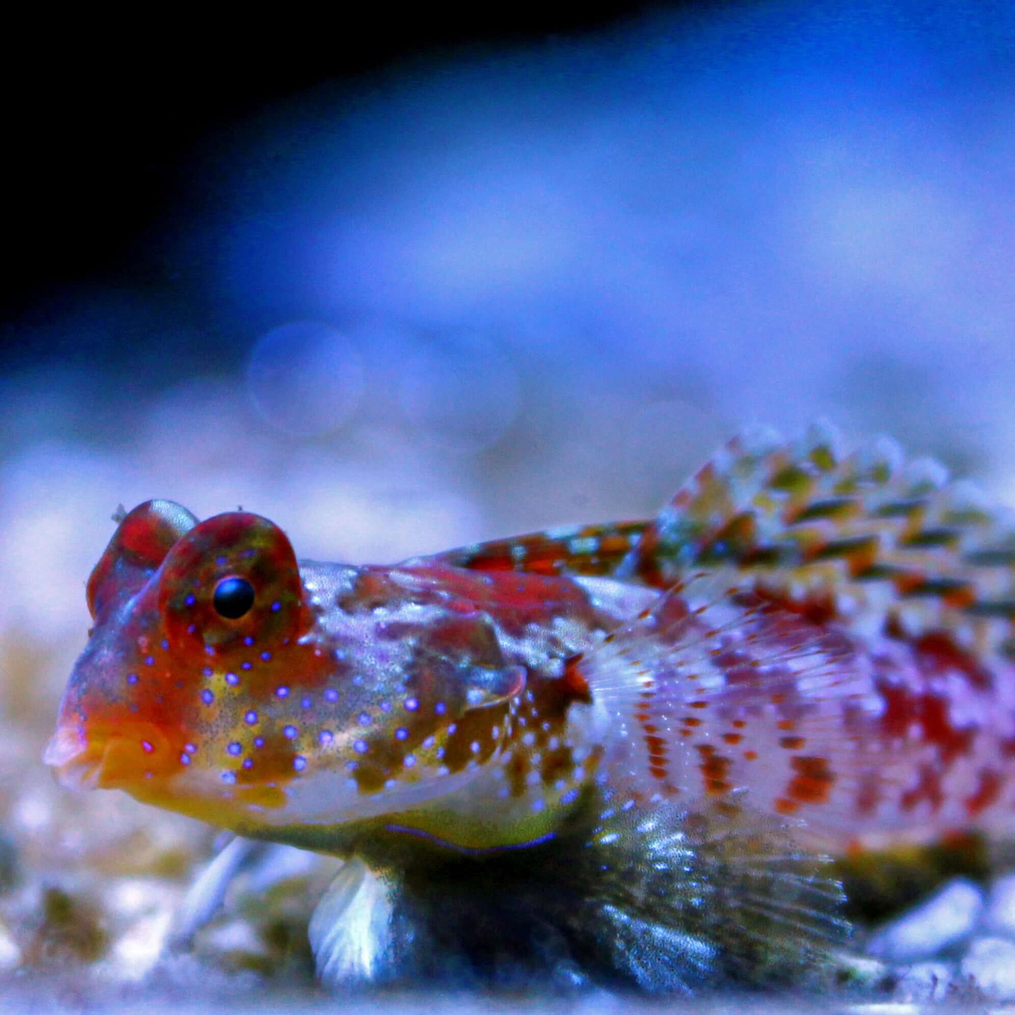 Red Scooter Blenny (Quarantined)
