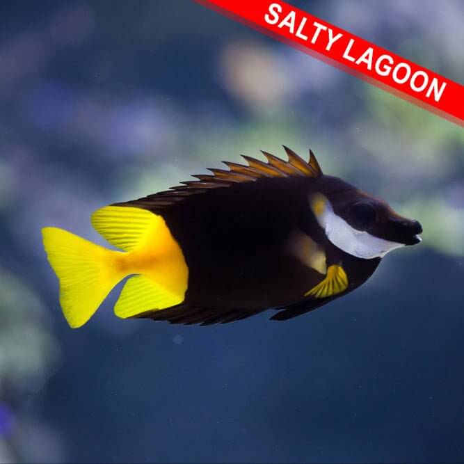 Bicolor (Fiji) Foxface (Quarantined) - Reef Chasers