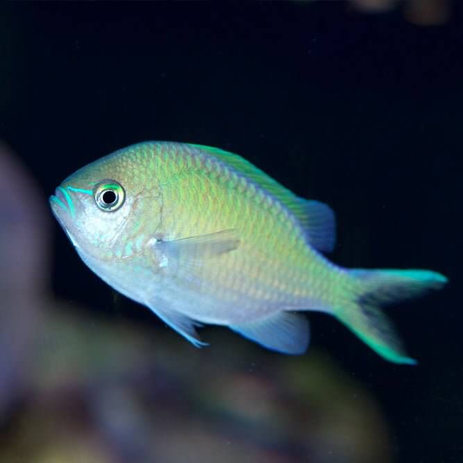 Blue-Green Reef Chromis - Reef Chasers