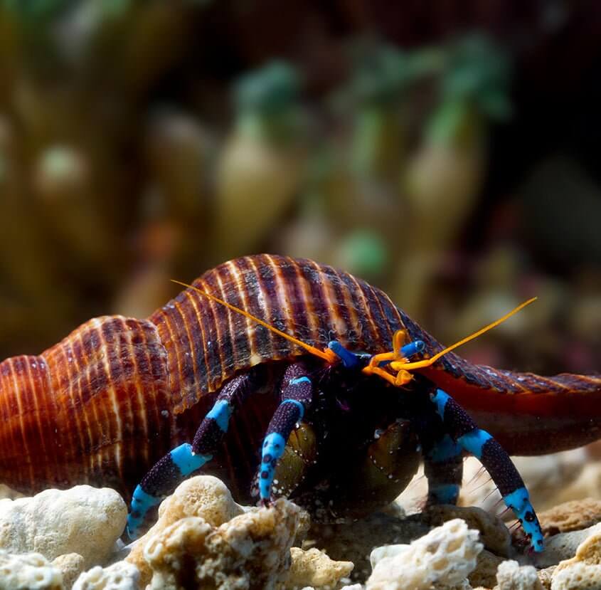 Blue Leg Reef Hermit (5 Pack) - Reef Chasers