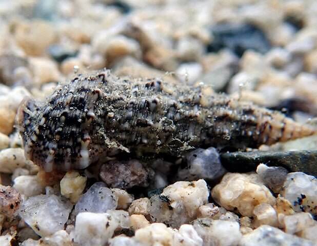 Cerith Snail (5 Pack) - Reef Chasers