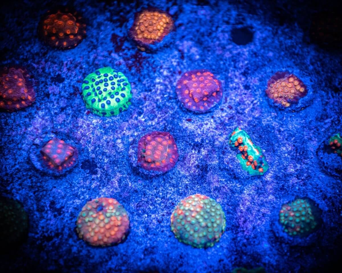Encrusting Frag Pack - Reef Chasers