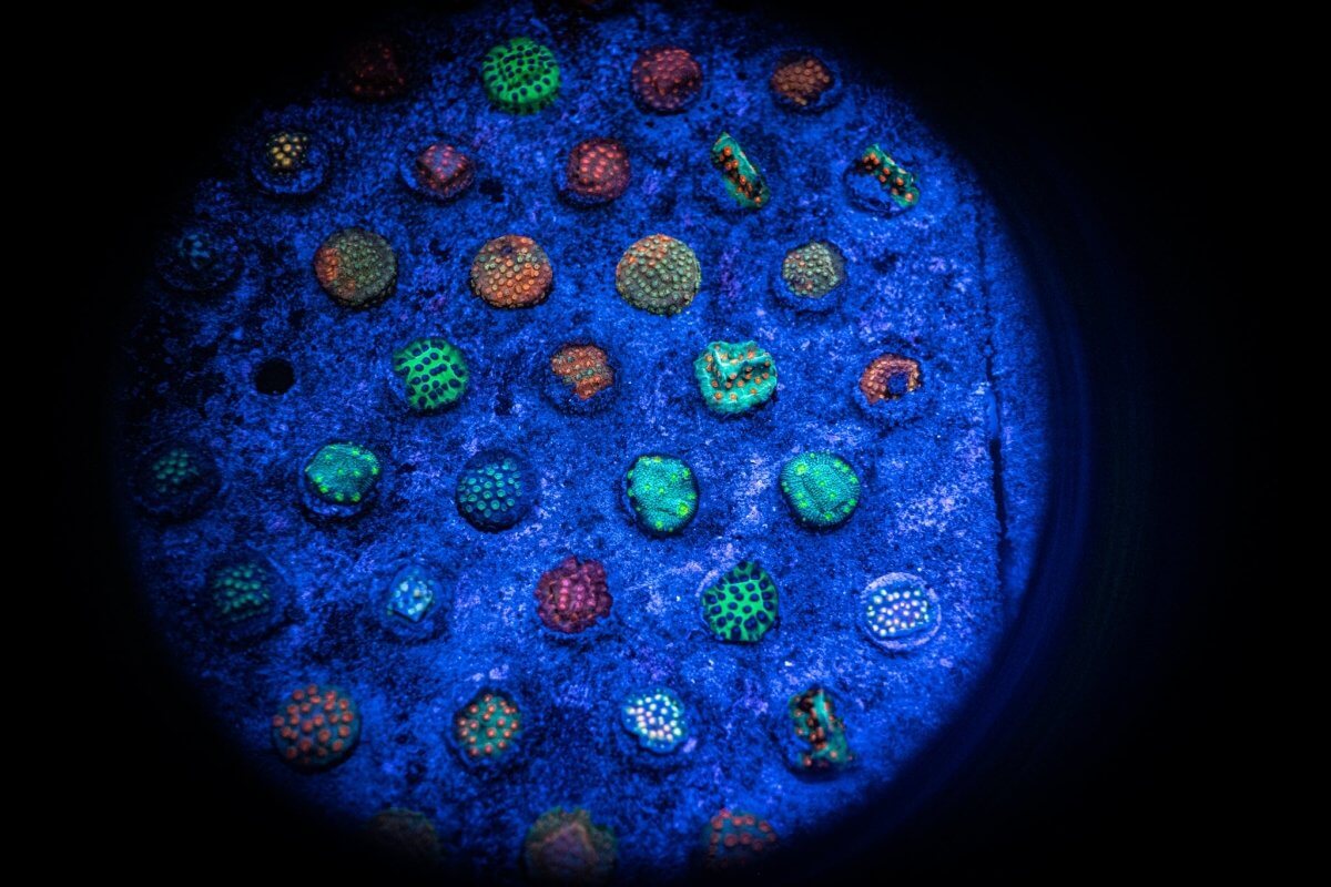 Encrusting Frag Pack - Reef Chasers