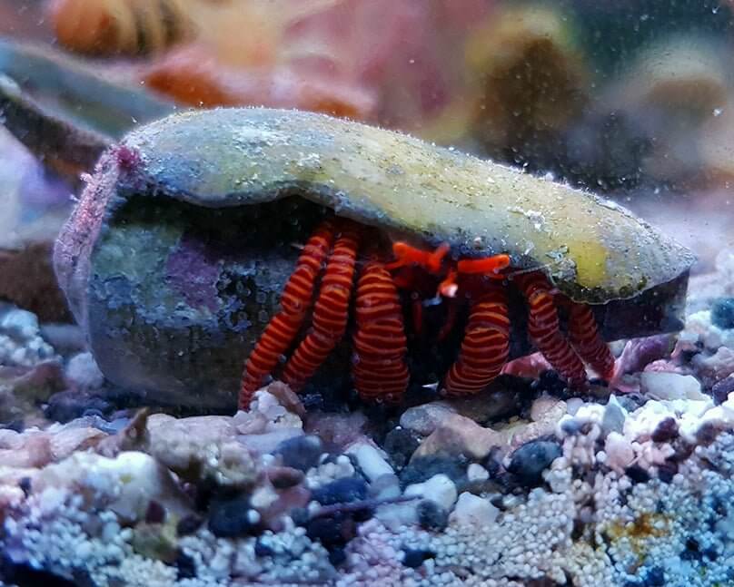 Halloween Hermit Crab