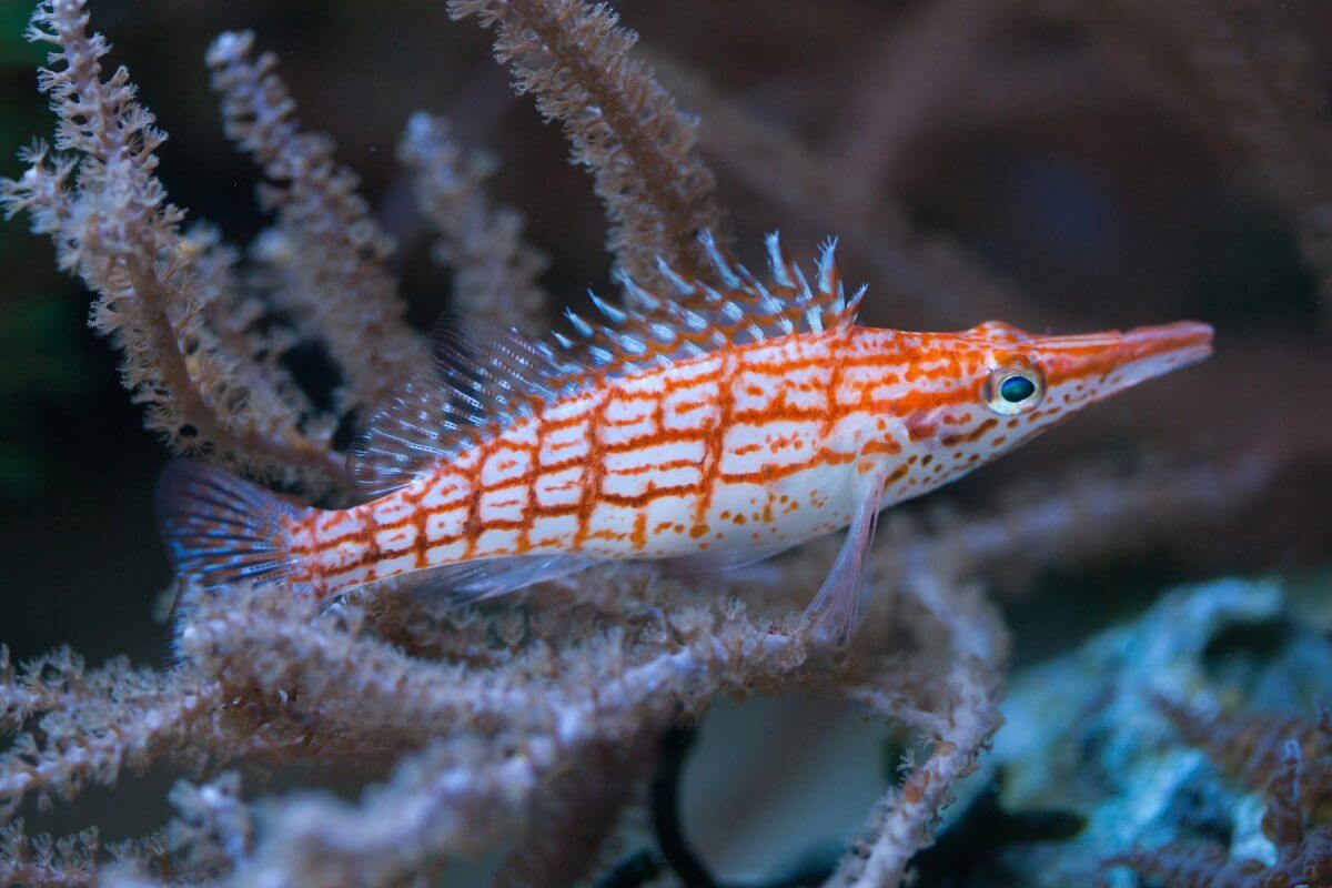 Longnose Hawkfish - Reef Chasers