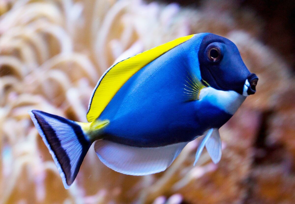 Powder Blue Tang