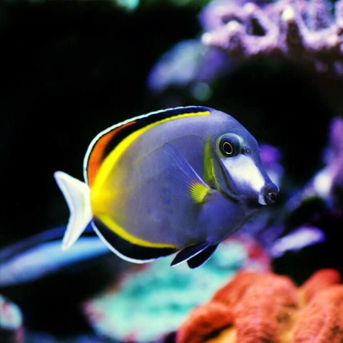 Powder Brown Tang