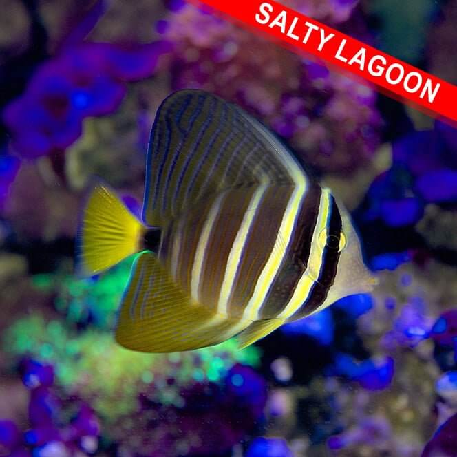 Sailfin Tang (Quarantined)