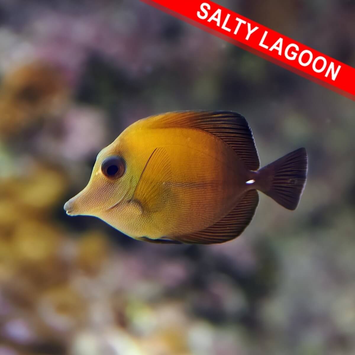 Scopas Tang (Quarantined)