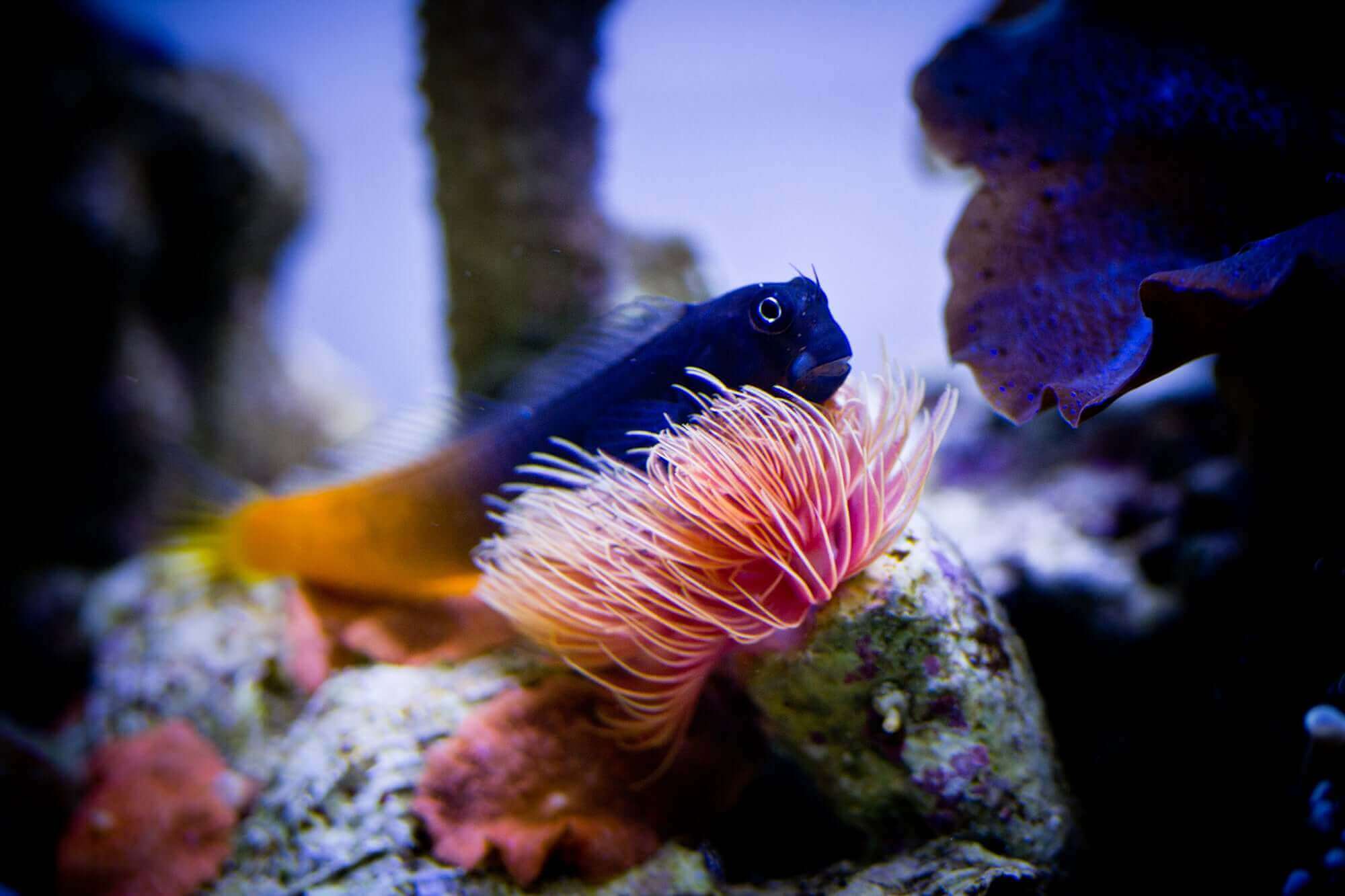 Bicolor Blenny fish Ecsenius bicolor in a marine aquarium with colorful coral and rocks, showing vivid blue and orange coloration.