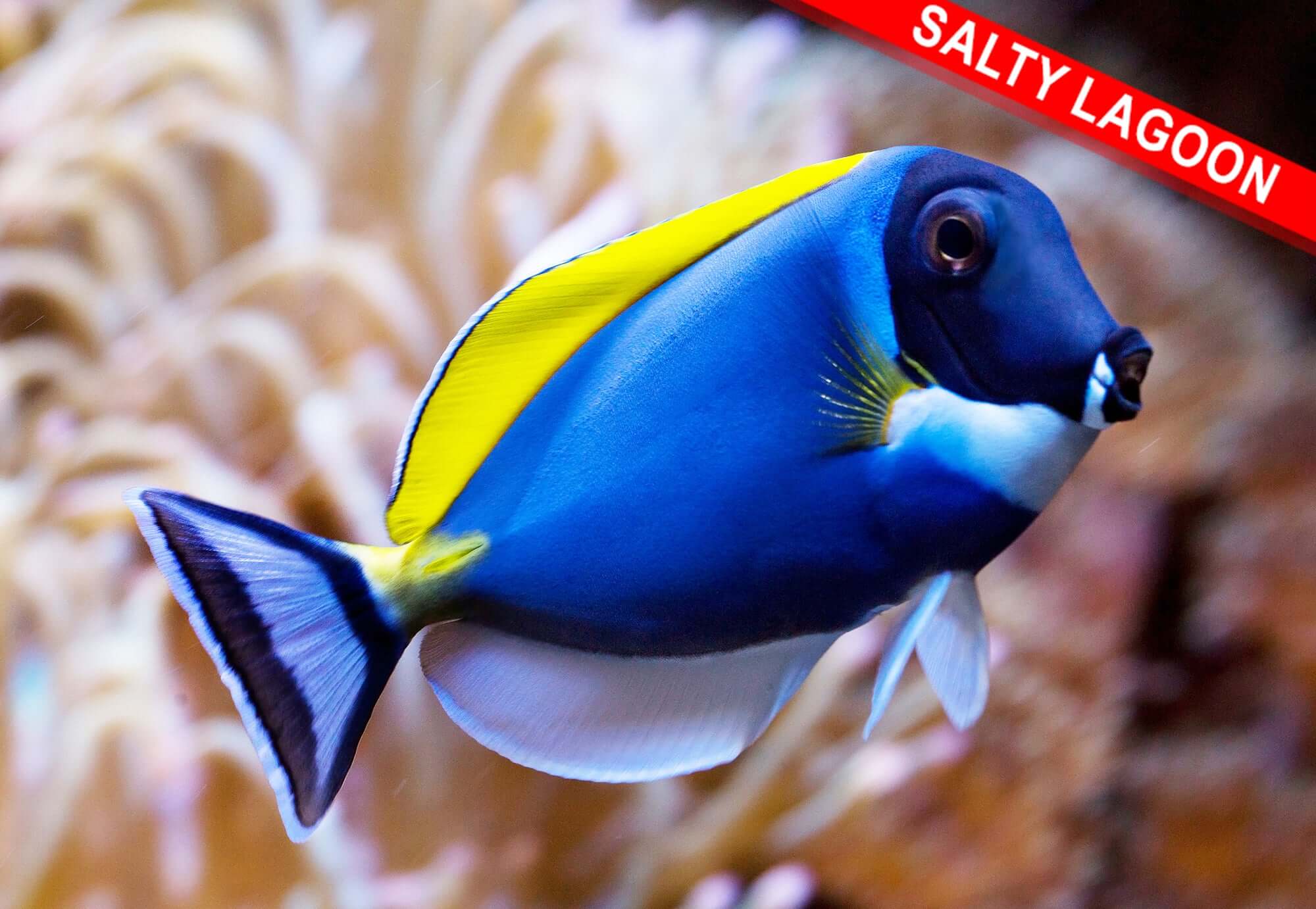 Powder Blue Tang (Quarantined)