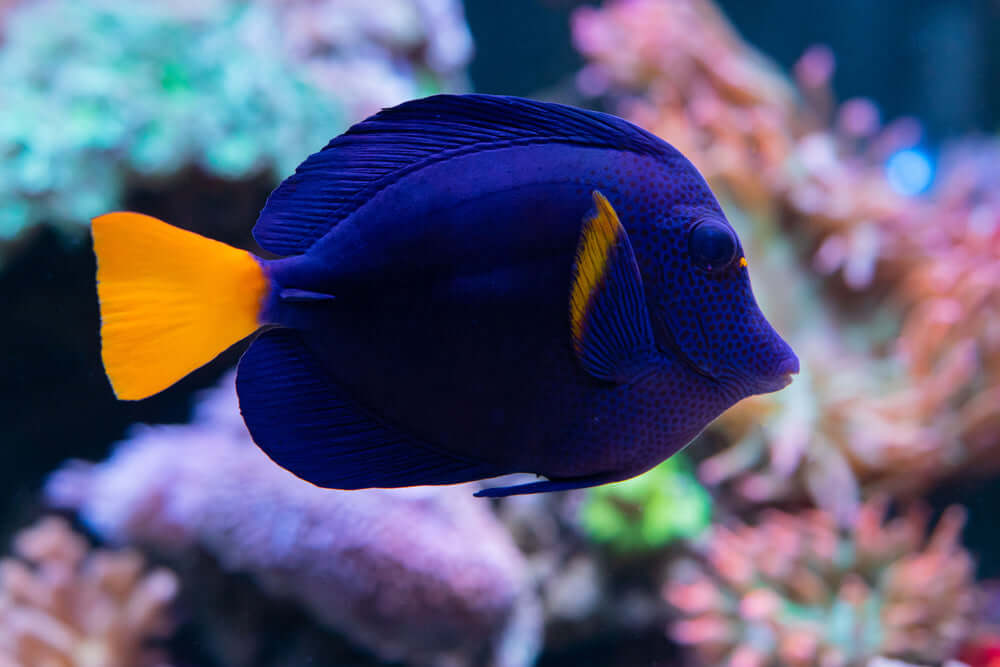 Purple Tang