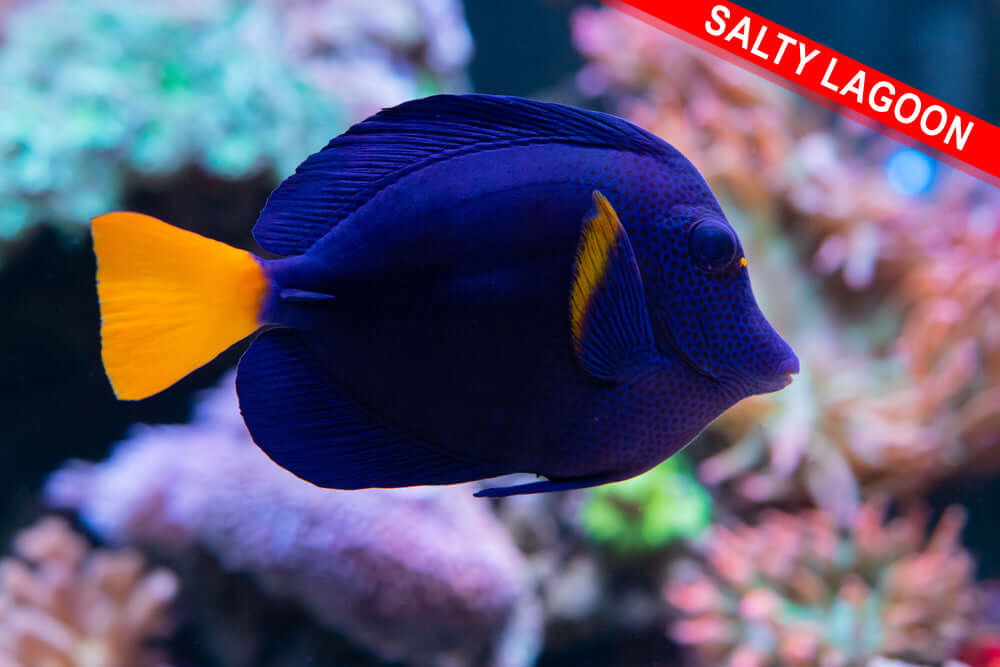 Purple Tang (Quarantined)