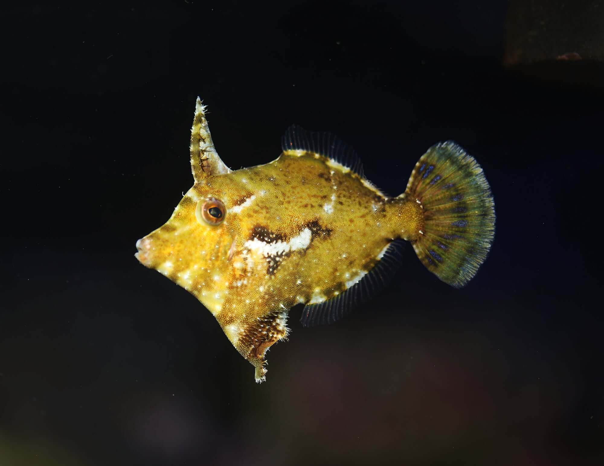 Aiptasia Eating Filefish
