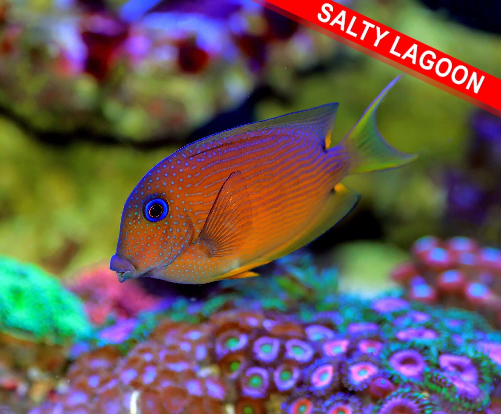 TWO SPOT BRISTLETOOTH TANG (Quarantined)