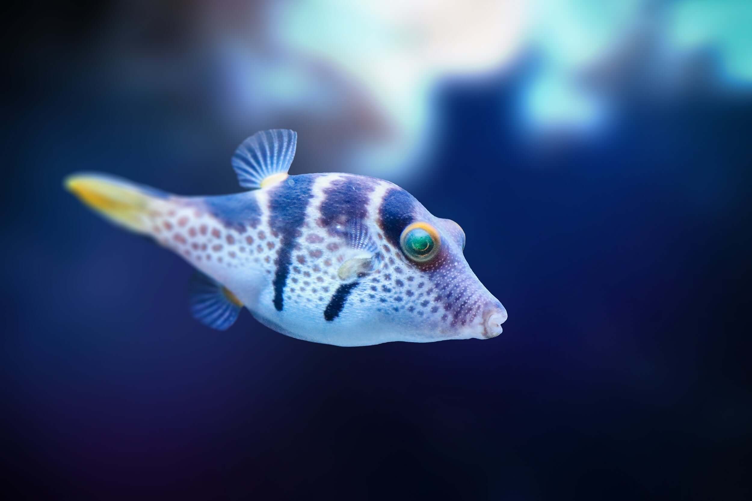 Valentini Sharpnose Puffer