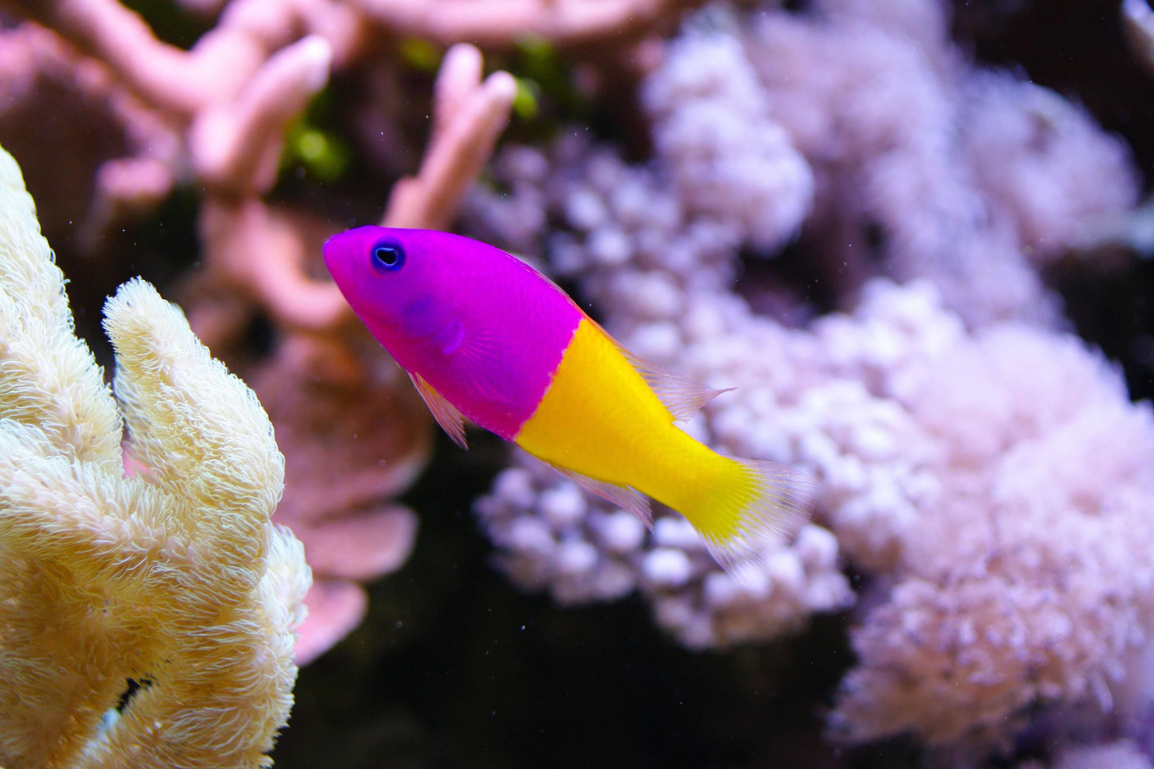 Bicolor Dottyback (Quarantined)