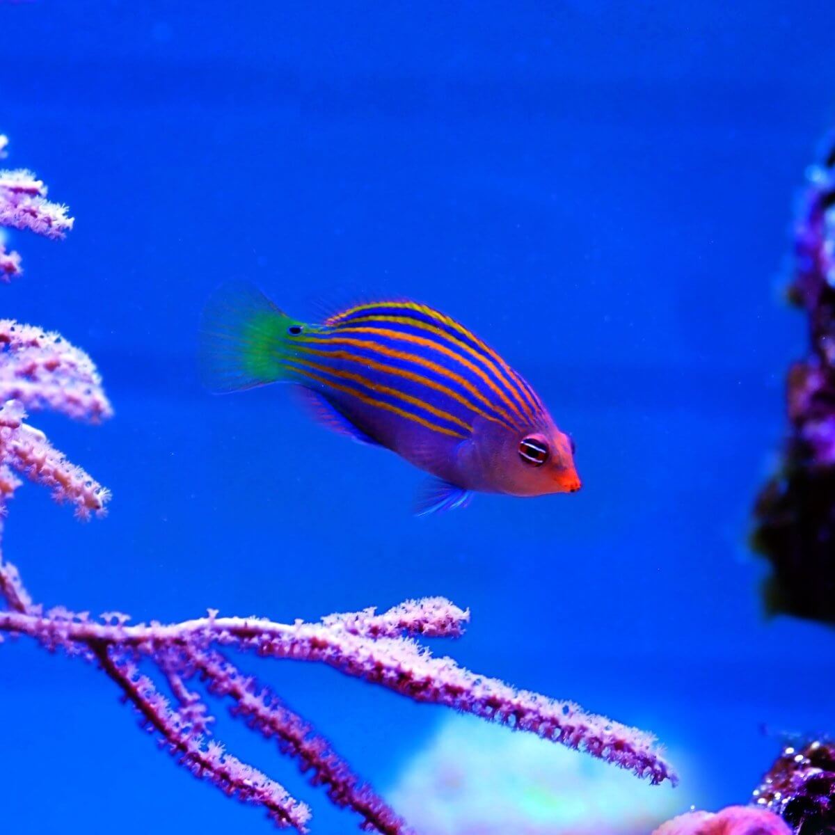 Six Line Wrasse