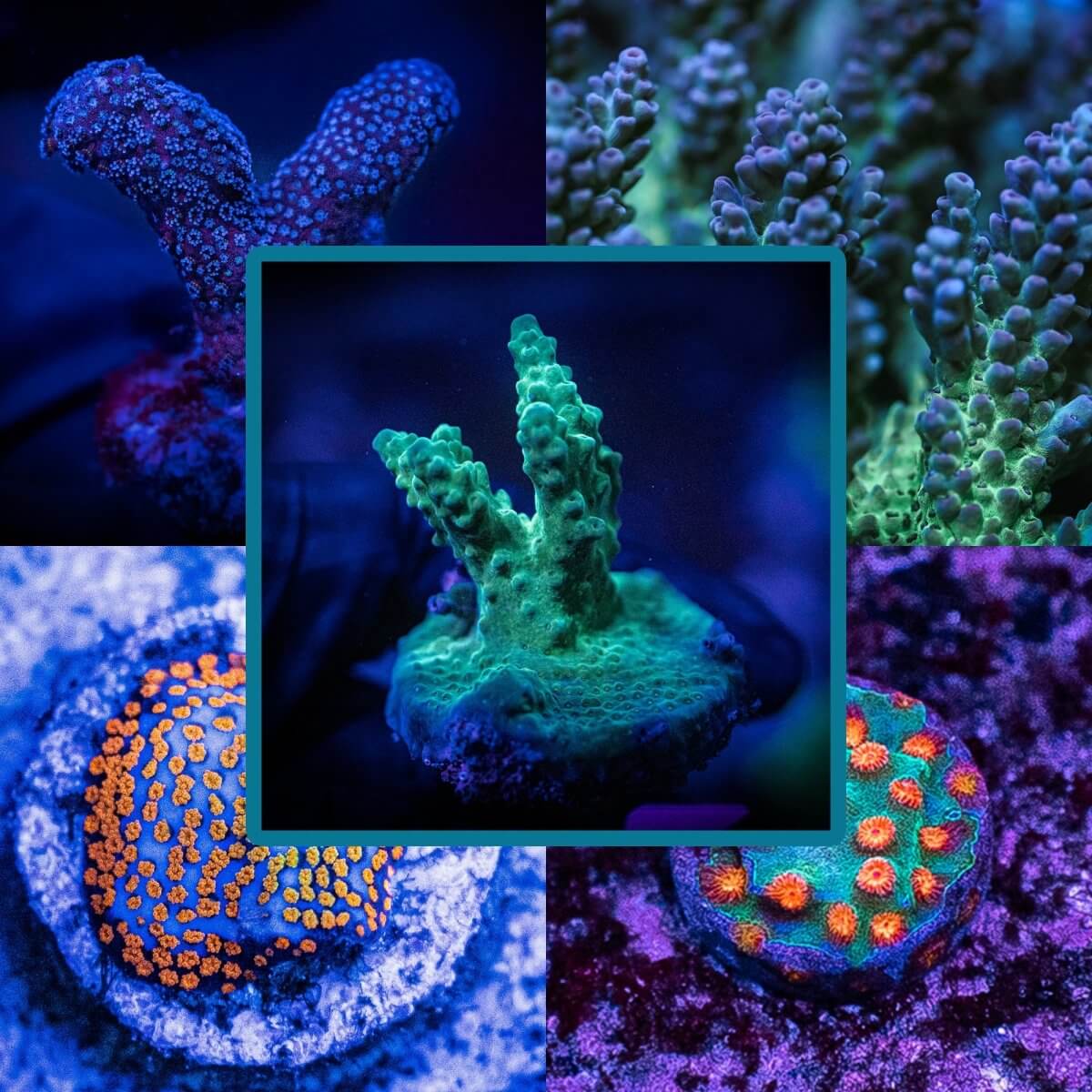 SPS Beginner Frag Pack - Reef Chasers