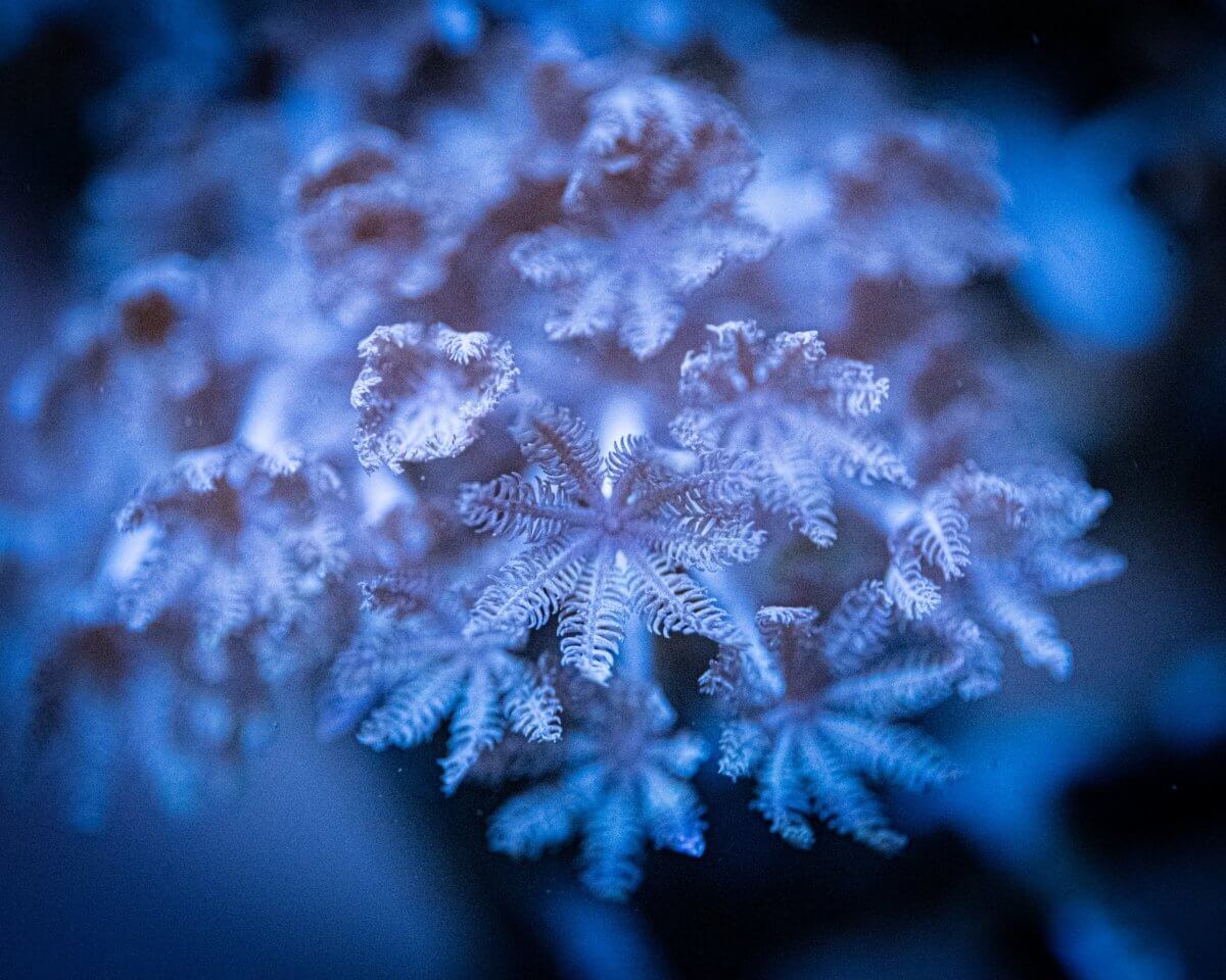Waving Hand Anthelia Frag - Reef Chasers