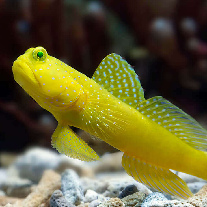 Yellow Watchman Goby