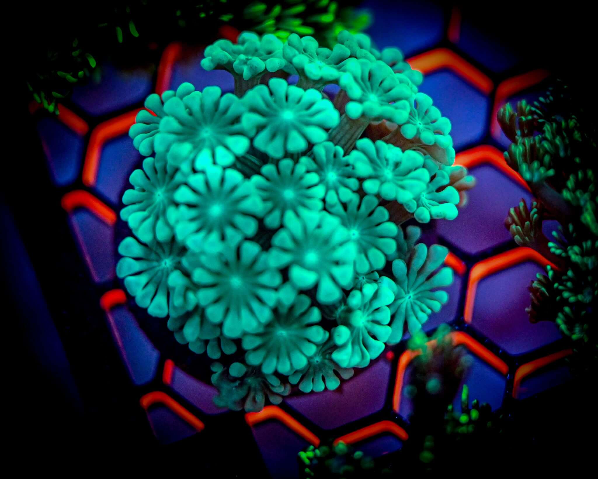 Alveopora Coral Care Guide