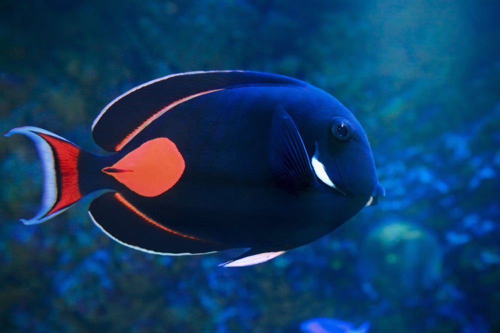 Achilles Tang Care Guide - Reef Chasers