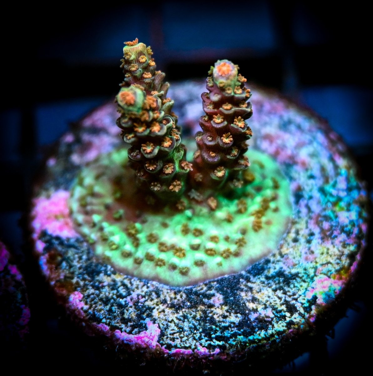 Acropora Coral Care Guide - Reef Chasers