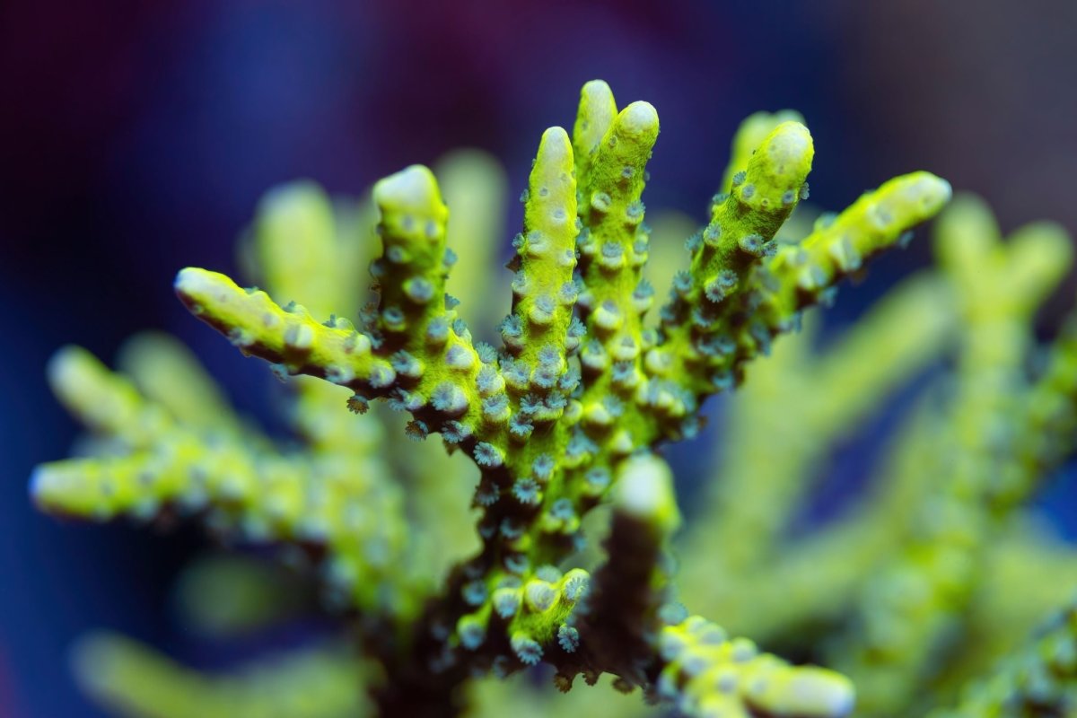 Anacropora Coral Care Guide - Reef Chasers