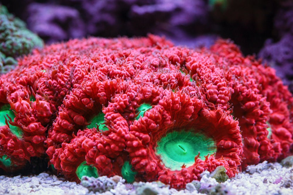 Blastomussa Coral Care Guide - Reef Chasers