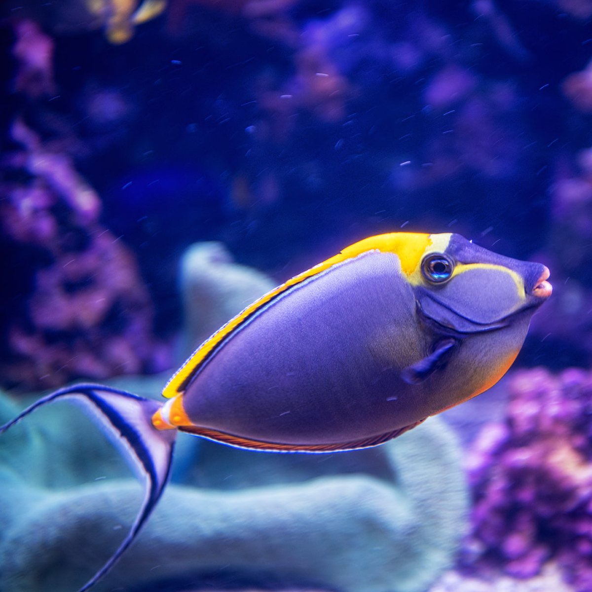 Blonde Naso Tang Care Guide - Reef Chasers
