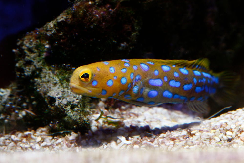 Blue Dot Jawfish - Reef Chasers